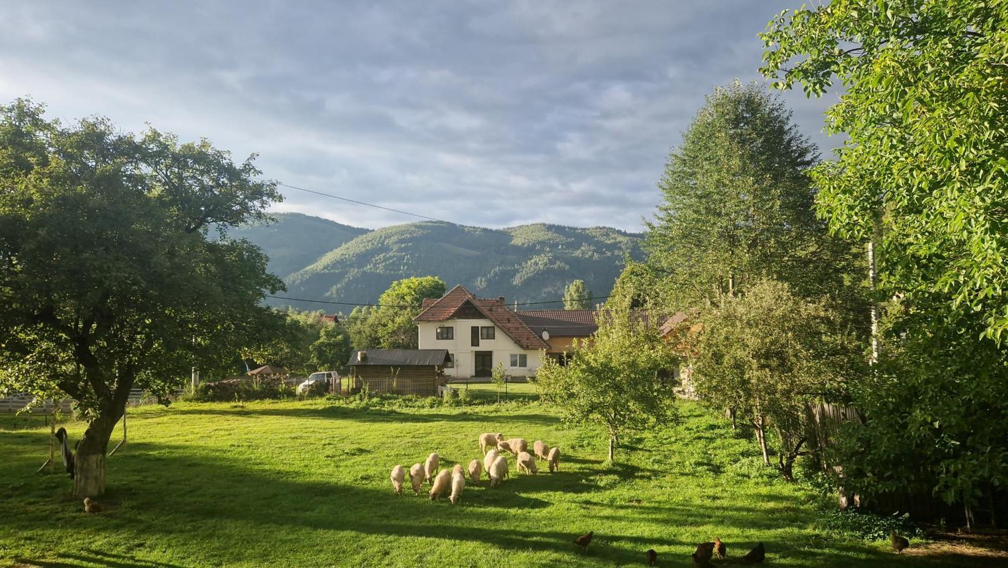 Casa Dorina Villa Bran  Eksteriør billede